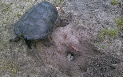 Monday July 13, 2015