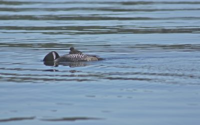 Tuesday June 26, 2012