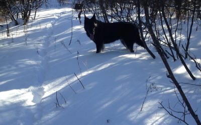 Monday February 2, 2015