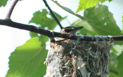 Wednesday July 11, 2012