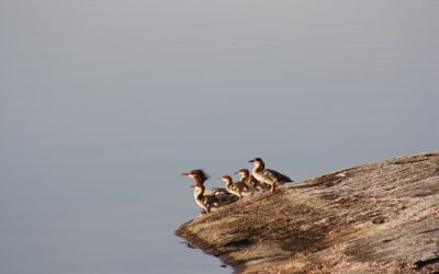 SUnday July 22, 2012