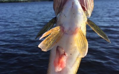 Friday July 10, 2015