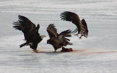 Friday, April 1, 2011