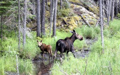 Friday, July 1, 2011