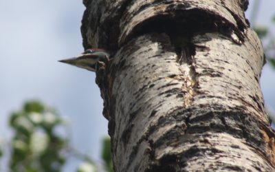 Thursday July 3, 2014