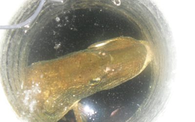 Monday, January 3, 2010