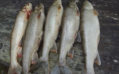 Tuesday Auhust 19, 2014