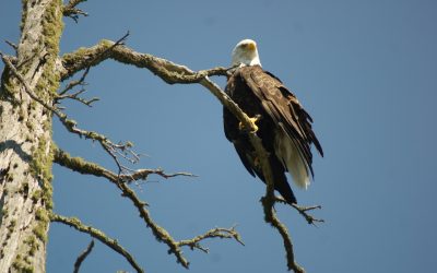 Friday July 31, 2015