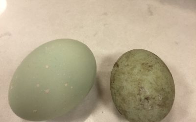 Saturday October 10, 2015