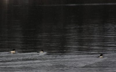 Thursday November 26, 2015