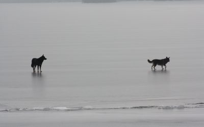 Wednesday December 9, 2015