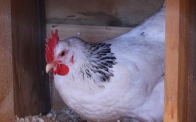 Monday January 11. 2016