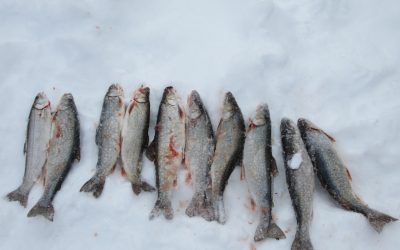 Friday, February 5, 2016