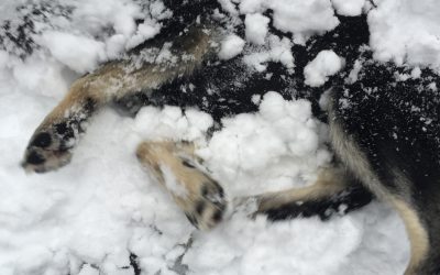 Tuesday February 9, 2016