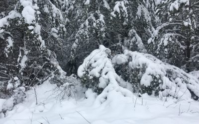 Monday November 6, 2017