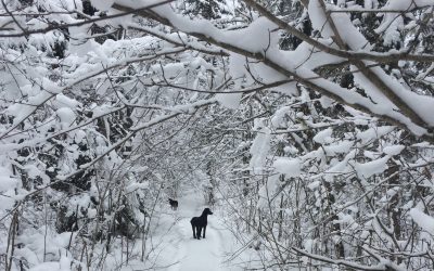 Monday December 18, 2017