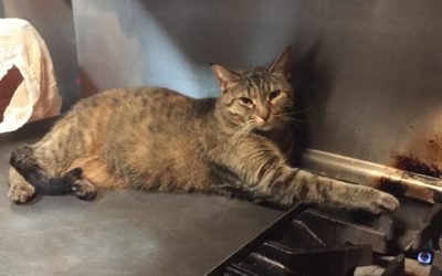 Tuesday January 16, 2018