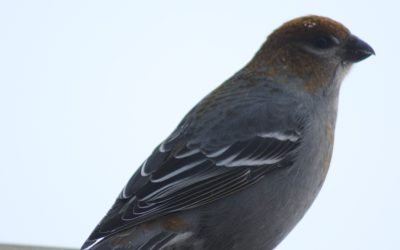 Wednesday February 7, 2018