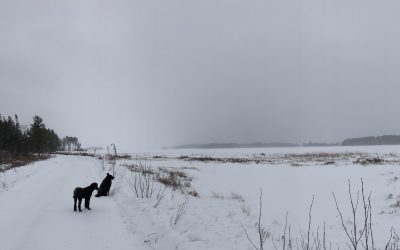 Wednesday January 9, 2019