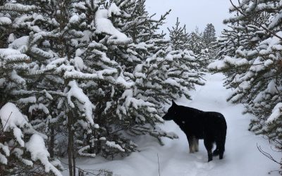 Wednesday January 23, 2019