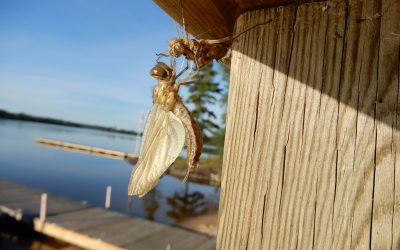 Friday June 28, 2019