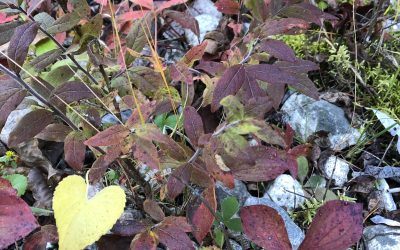 Friday October 18, 2019