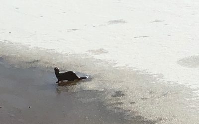 Monday April 20, 2020