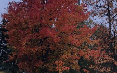 Saturday September 26, 2020