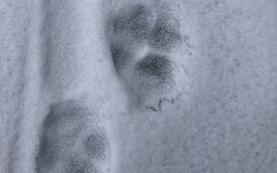 Tuesday December 8, 2020