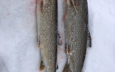 Tuesday January 12, 2021