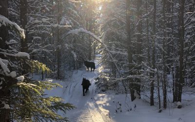 Tuesday January 26, 2021